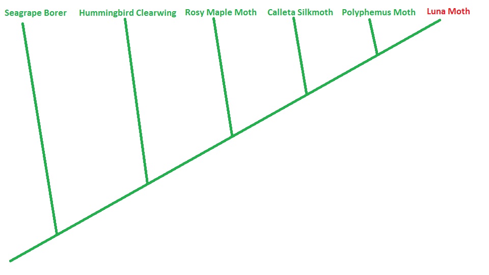 Moth phylogenetic tree