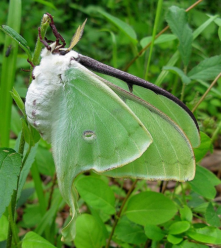 female luna moth