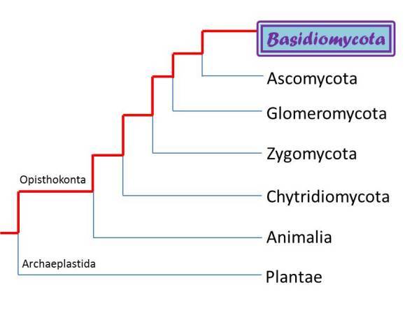Phylogeny modified from Gretchen Gerrish