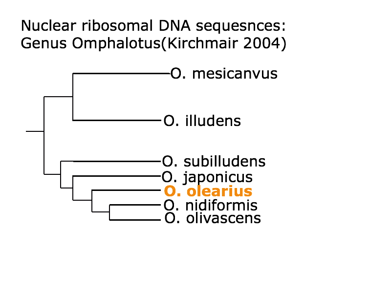 omph phylogeny