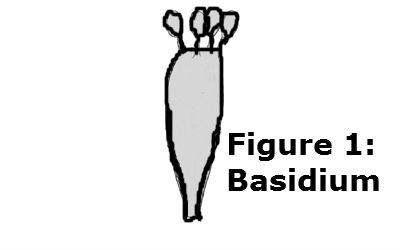 basidium