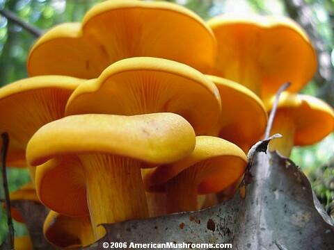 Omphalotus olearius mushroom bundle.