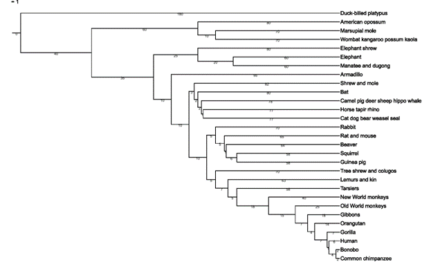 http://upload.wikimedia.org/wikipedia/commons/f/fa/The_Ancestors_Tale_Mammals_Phylogenetic_Tree_in_mya.png