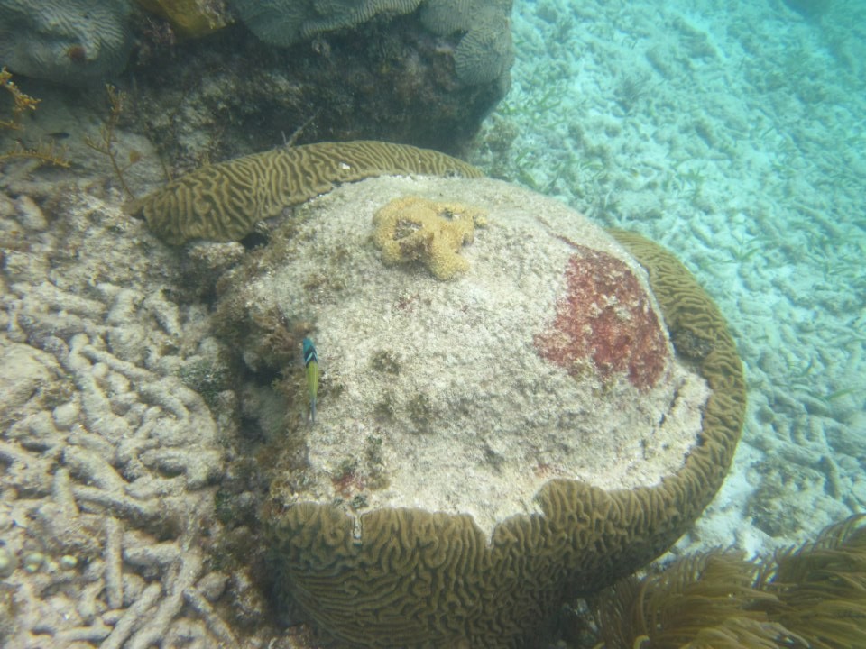 Coral - Wikipedia
