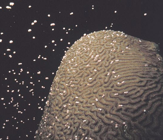 http://en.wikipedia.org/wiki/File:Brain_coral_spawning.jpg