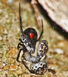 Western Black Widow Spider feeding on its prey, an Eastern Black-necked Garter Snake; Bridget W., on Lake Belton near Moffat, Texas