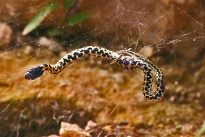 Eastern Black-necked Garter Snake (Thamnophis cyrtopsis ocellatus), juvenile; Bridget W., on Lake Belton, near Moffat, TX