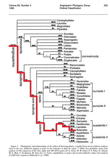Angiosperm Phylogeny Group. 1998. An ordinal classification for the families of flowering plants. Annals of the Missouri Botanical Garden, 85(4), 531-553.