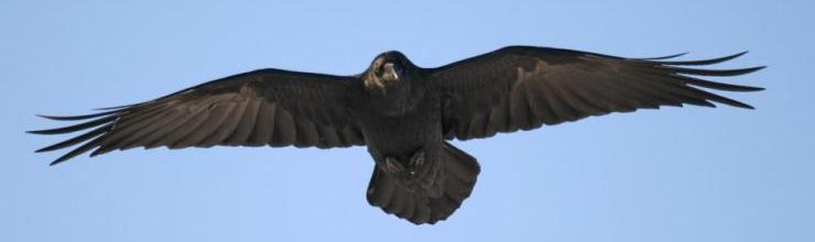 Channel Islands National Park - Visitors can't stop raven about our tagged  corvids! Common ravens (Corvus corax) are among the smartest of birds and  have gained a reputation for solving complicated problems.