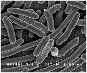 Wiki E. Coli