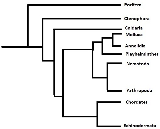 Lophius piscatorius: Classification