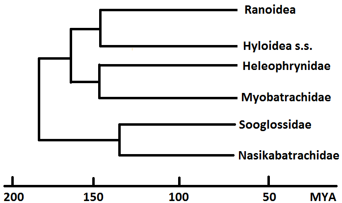 Phylogenetic Tree based on genetic information