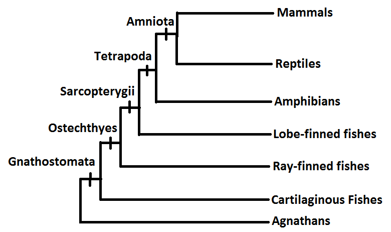 Vertebrate phylogenetic tree 
