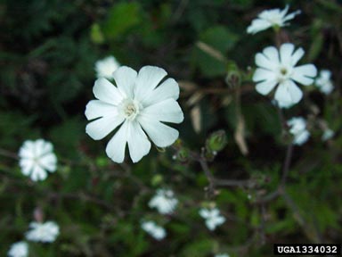 Invasive Species White Campion, Silene latifolia. Photographed by Chris Evans, photograph courtesy of Forestry Images. 