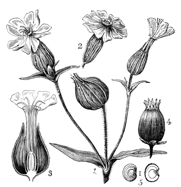 Number 4 shows fruit and 5 shows the seed of White Campion. Image used courtesy of Wikimedia Commons.