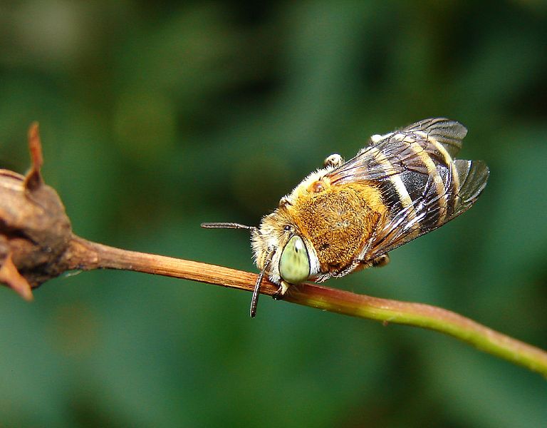 Bee, prey of Silene latifolia. Courtesy of Wikimedia Commons