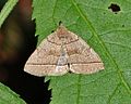 Moth, pollinator of Silene latifolia. Courtesy of Wikimedia Commons