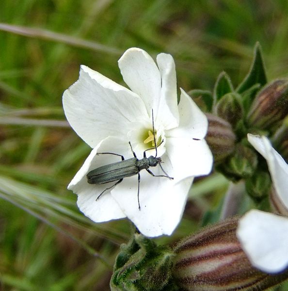 Beetle pollinates a White Campion flower. Image courtesy of Wikimedia Commons. 