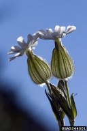Picture of Silene latifolia. Used with permission, David Cappaert