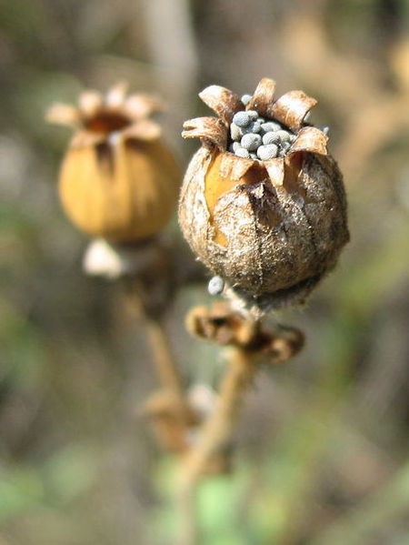 Seeds contained in fruit of S. latifolia plant. Image courtesy of Wikimedia Commons.