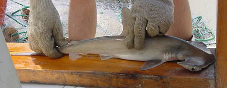 Measuring Young-of-the-year Scalloped Hammerhead Shark, Sphyrna lewini