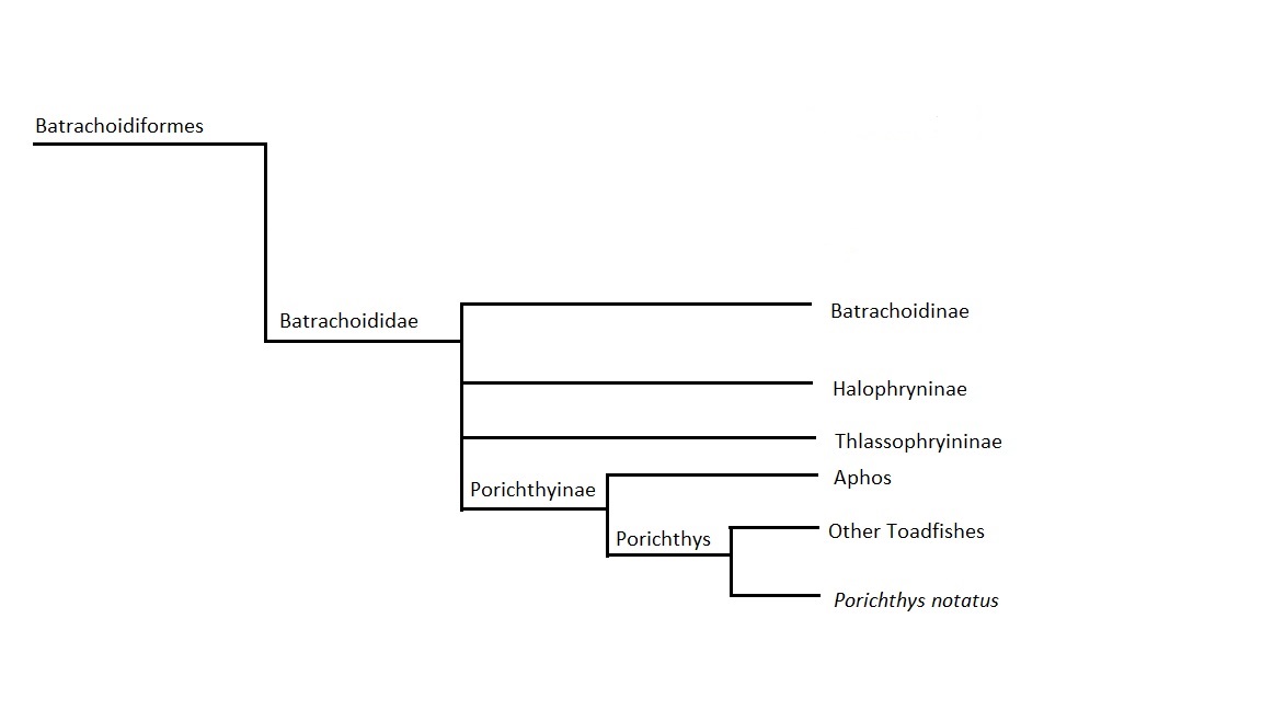 Phylogeny of Order Batachoidifromes