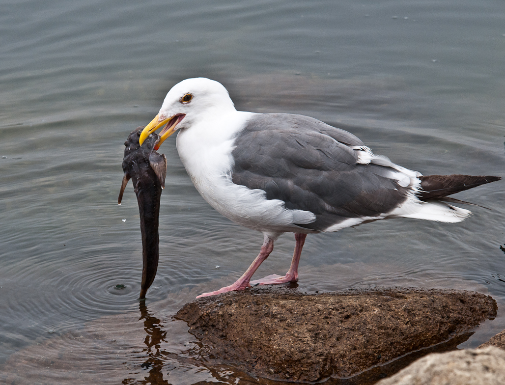 Western Gull with Plain Fin Midshipman Fish. commons.wikimedia.org