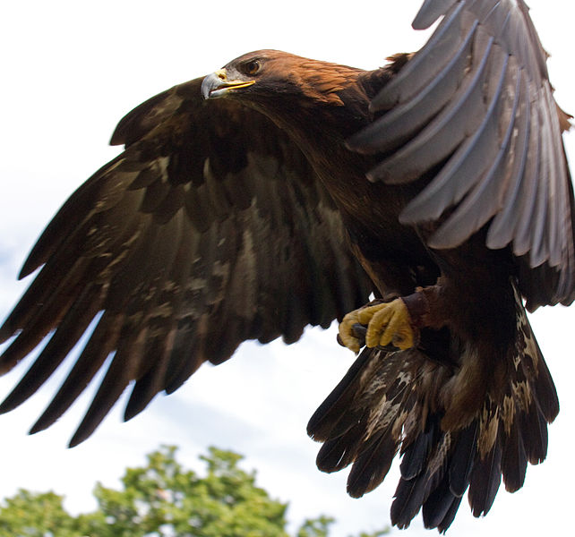 Eagle mid-flight. Permission from Wikimedia Commons. http://en.wikipedia.org/wiki/File:Golden_Eagle_in_flight_-_5.jpg