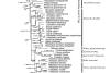 Primary Reseach Paper to cyst-B phylogenetic tree