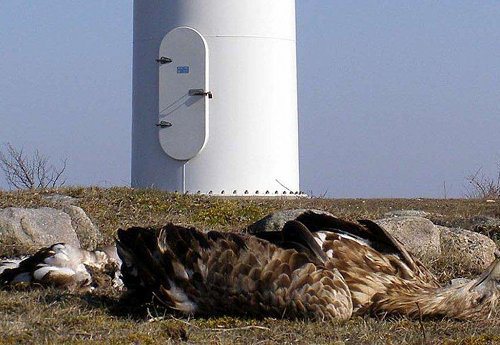 Golden Eagle killed by wind turbine. http://toryaardvark.com/2012/01/08/wind-power-golden-eagles-are-expendable/