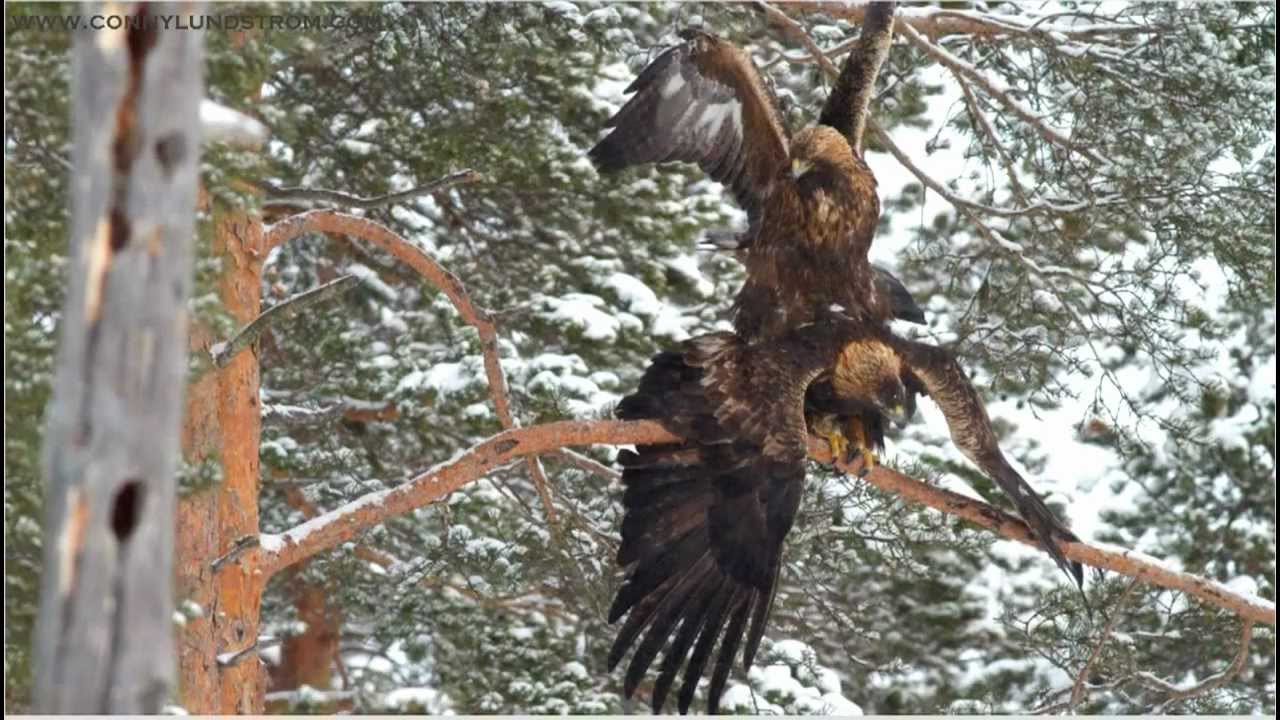 Pair of Golden Eagles Mating. Permission by Public Domain on YouTube. http://www.youtube.com/watch?v=abgS75EAayU