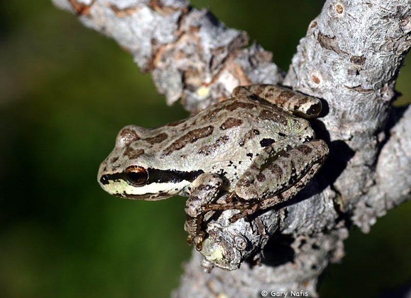 Brown Pacific tree frog camouflaged with its environment