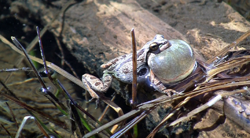 Adult male frog calling
