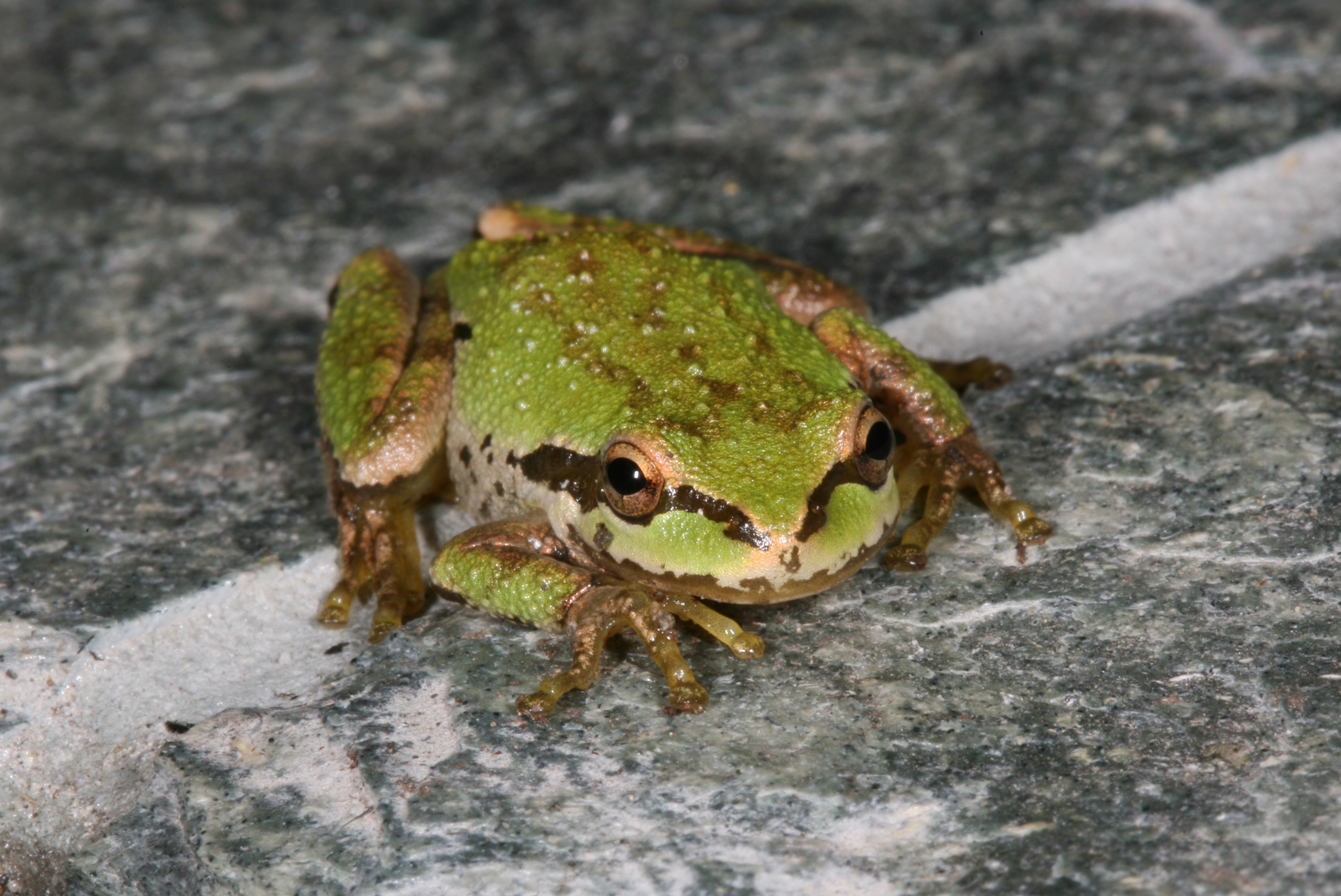 the Pacific tree frog