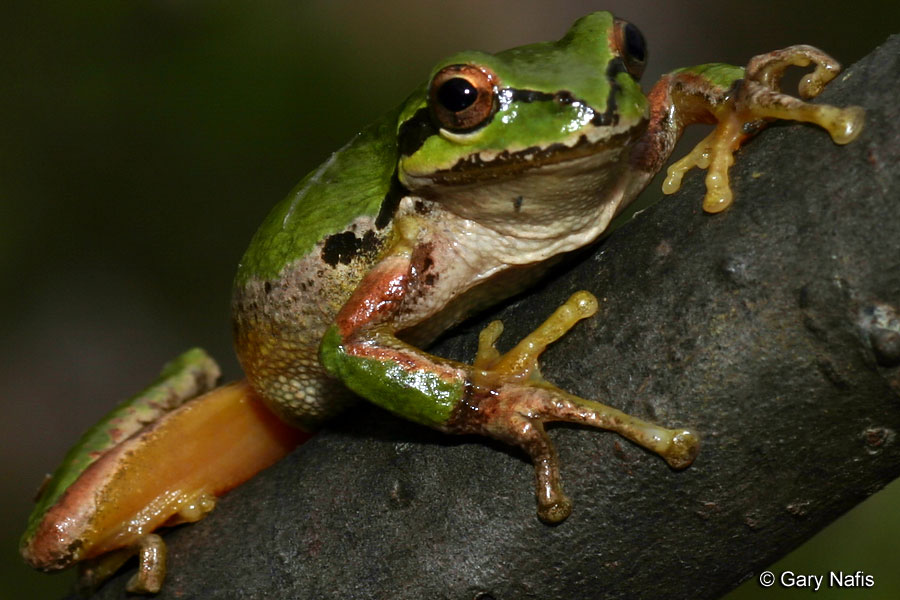 Pacific tree frog in its habitat