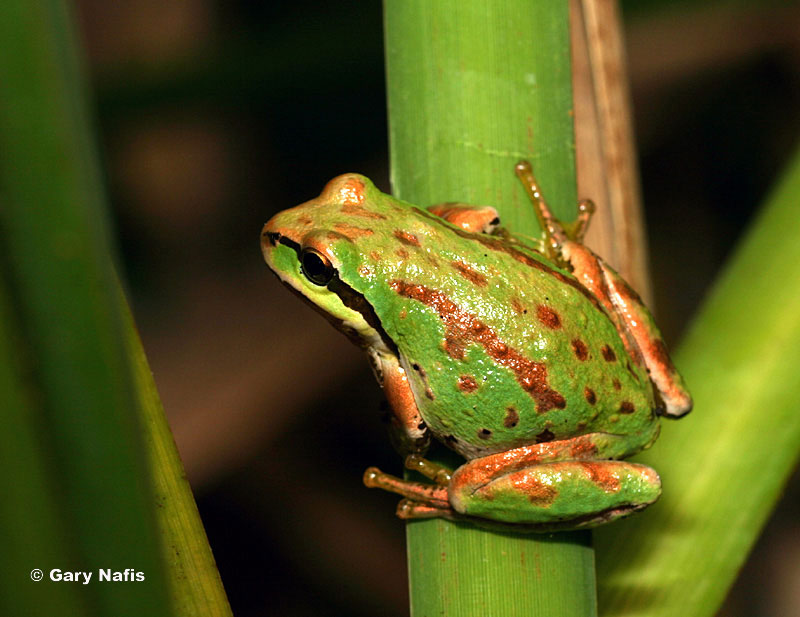 Green Pacific tree frog camouflaged with its environment