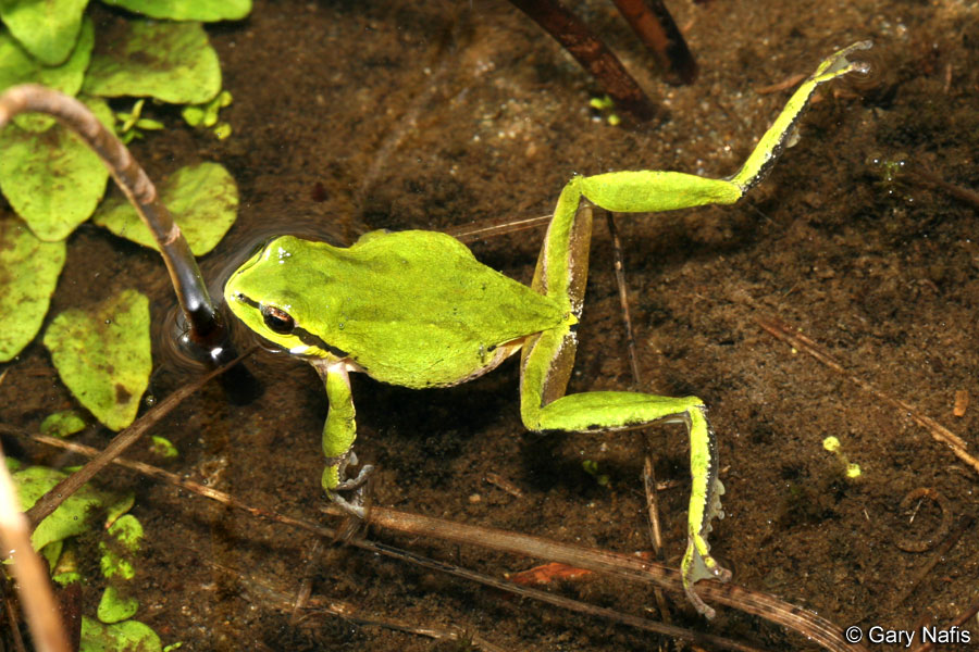 Pacific tree frogs with extended hind legs for swimming