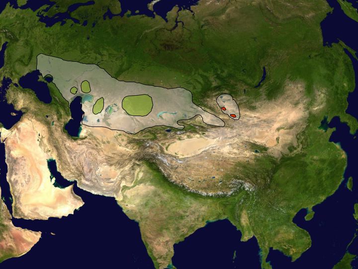 The white area on this map shows historically where Saiga used to life and the green area shows where Saiga are currently residing. It is clear that the habitat of Saiga has decreased significantly.