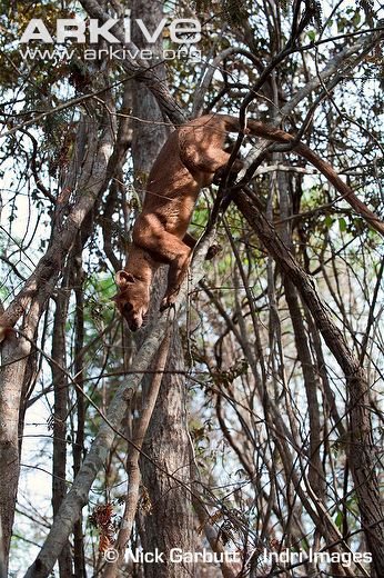 Fossa climbing through tree