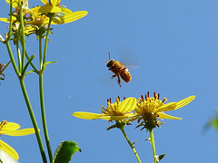 Melipona beecheii flying near a flower, provided by Juan Carlos di Trani