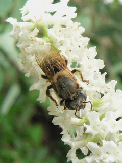 Melipona beecheii on a flower, provided by Juan Carlos di Trani