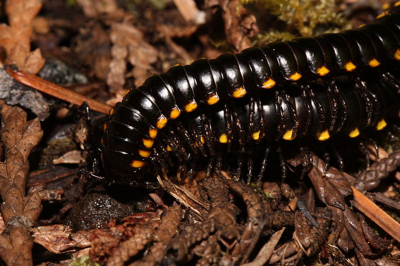 yellow spotted millipede