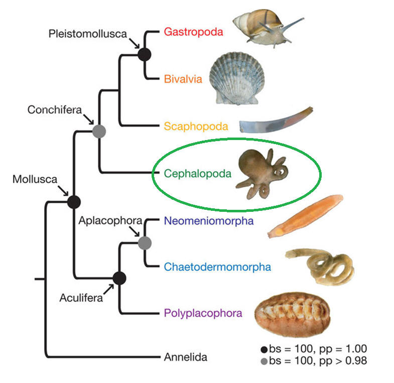 Tree showing the Mollusca Phylum. Used from the PowerPoint of Dr. Haro.