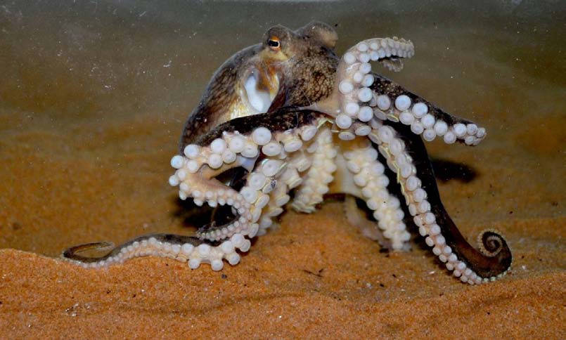 Coconut Octopus used with permission- http://www.threatenedtaxa.org/ZooPrintJournal/2013/June/o325626vi134492-4497.pdf