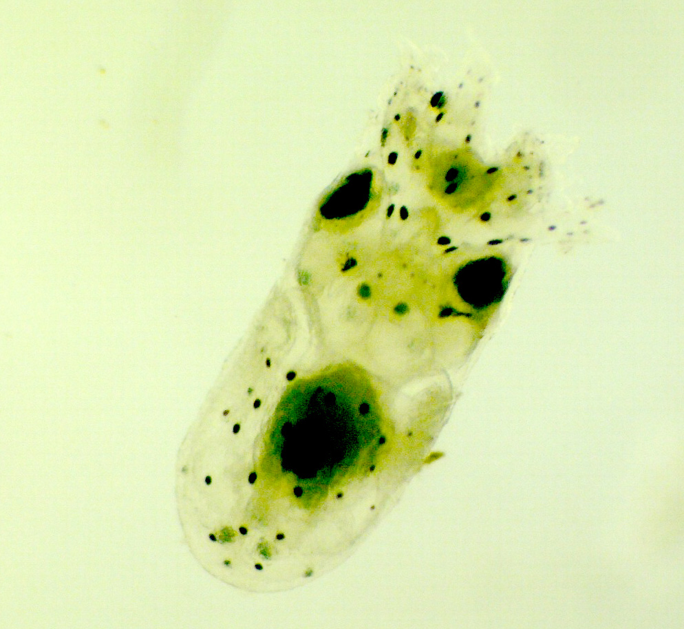 Paralarvae hatched out from the egg on the 16th day used with permission- http://www.threatenedtaxa.org/ZooPrintJournal/2013/June/o325626vi134492-4497.pdf