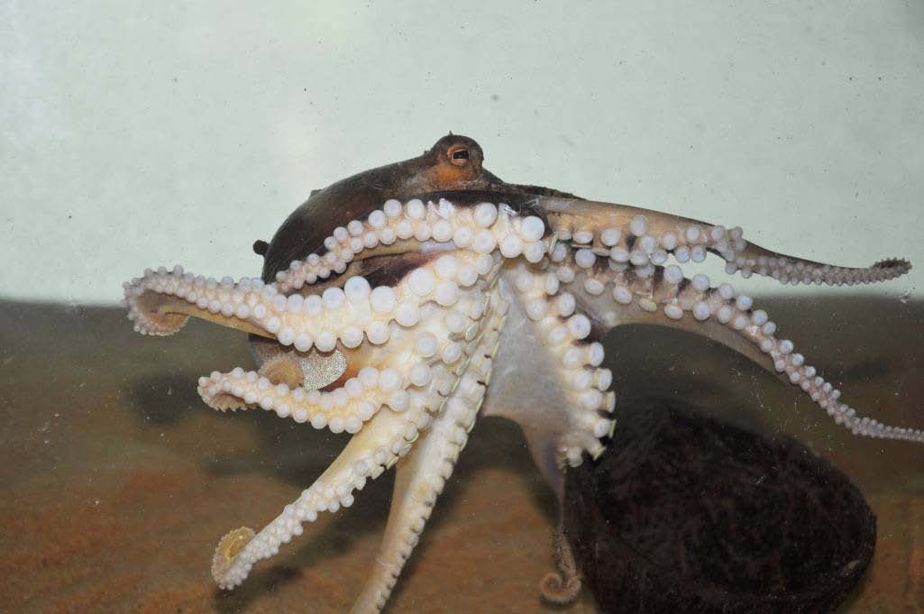 Coconut Octopus used with permission- http://www.threatenedtaxa.org/ZooPrintJournal/2013/June/o325626vi134492-4497.pdf