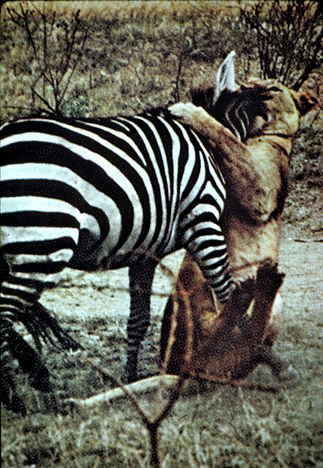 Permission for educational use. Lion attacks zebra.