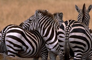 Harem of plains zebra