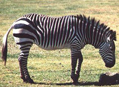 Lone plains zebra