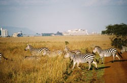 picture of zebra from afar
